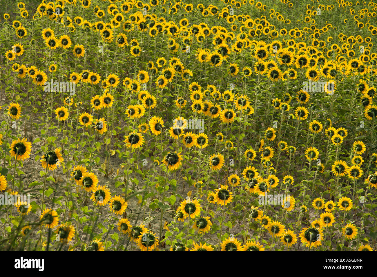 Sunflowers growing in field in Tuscany Italy Stock Photo - Alamy
