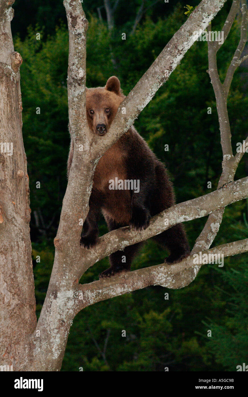 Bear Beech Tree young brown bear Ursus arctos climbing a beech tree Fagus sylvatica ...