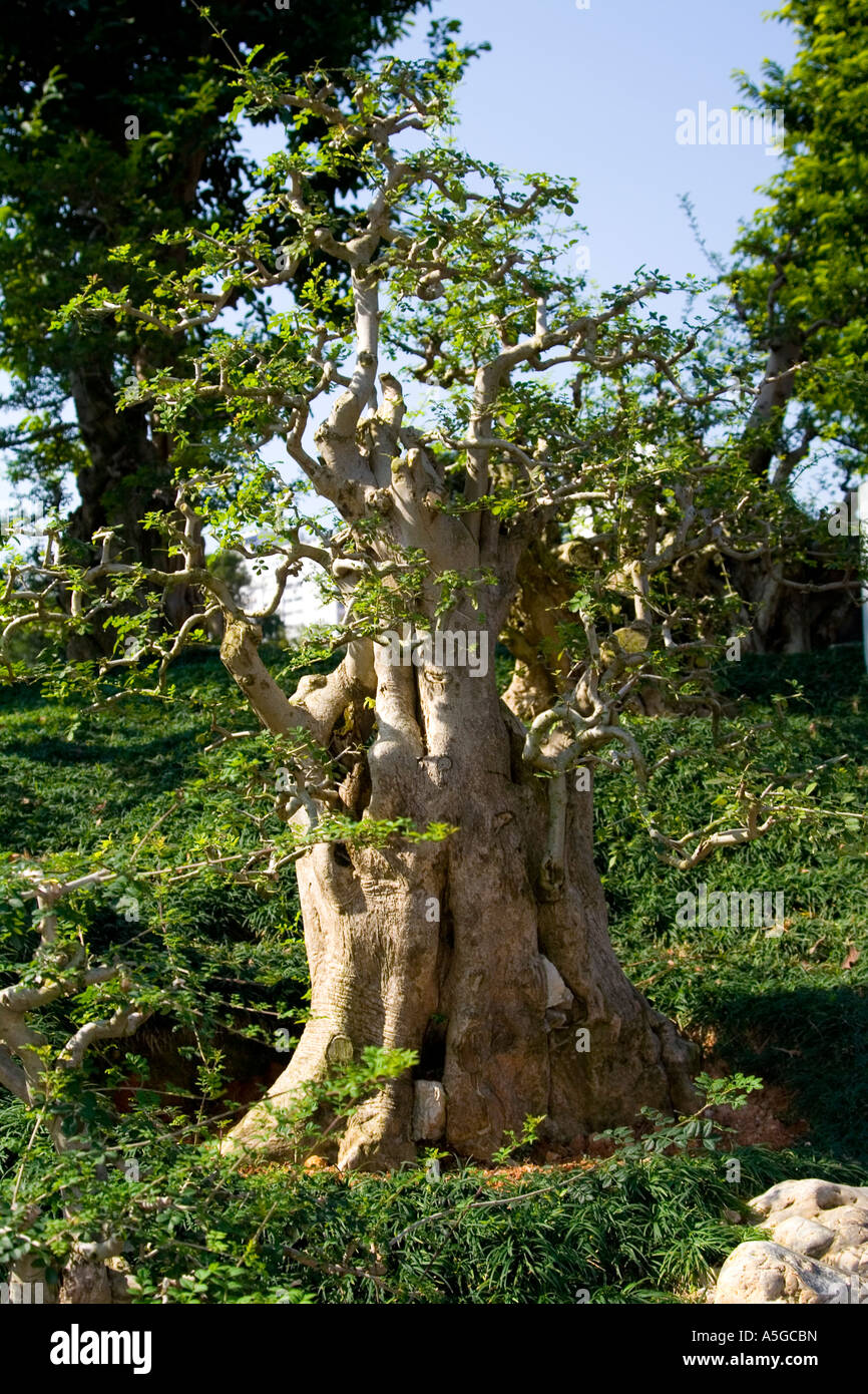 Chinese or Korean Ash Tree Nan Lian Garden Chi Lin Nunnery Hong Kong Stock Photo