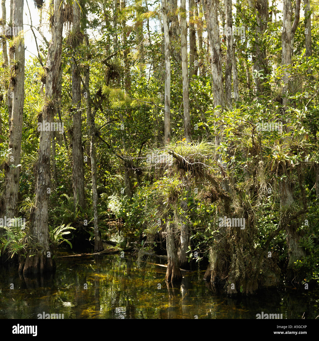 Wetland in Florida Everglades. Stock Photo