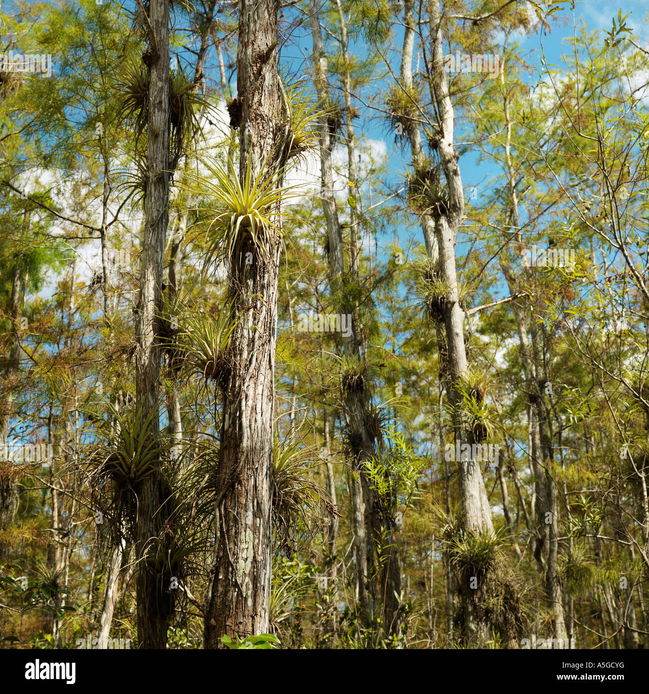 Wetland in Florida Everglades. Stock Photo