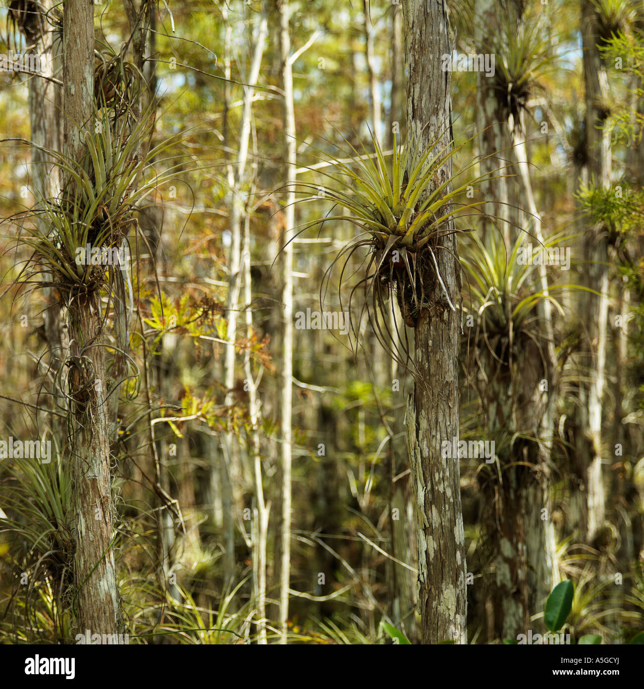 Airplants growing on cypress trees in Everglades National Park Florida USA Stock Photo