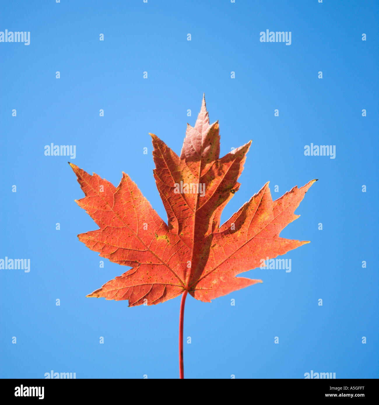 Red autumn maple leaf with blue sky as the background Stock Photo - Alamy
