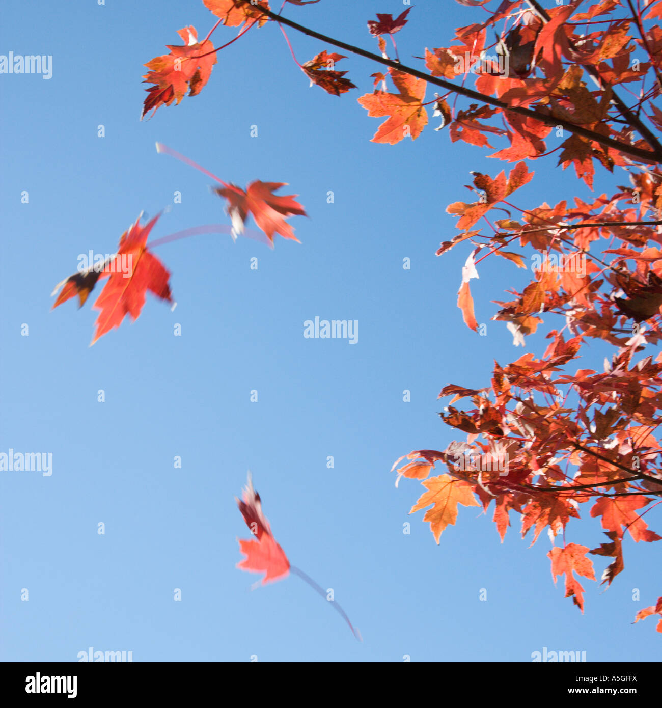 Leaves falling from tree hi-res stock photography and images - Alamy
