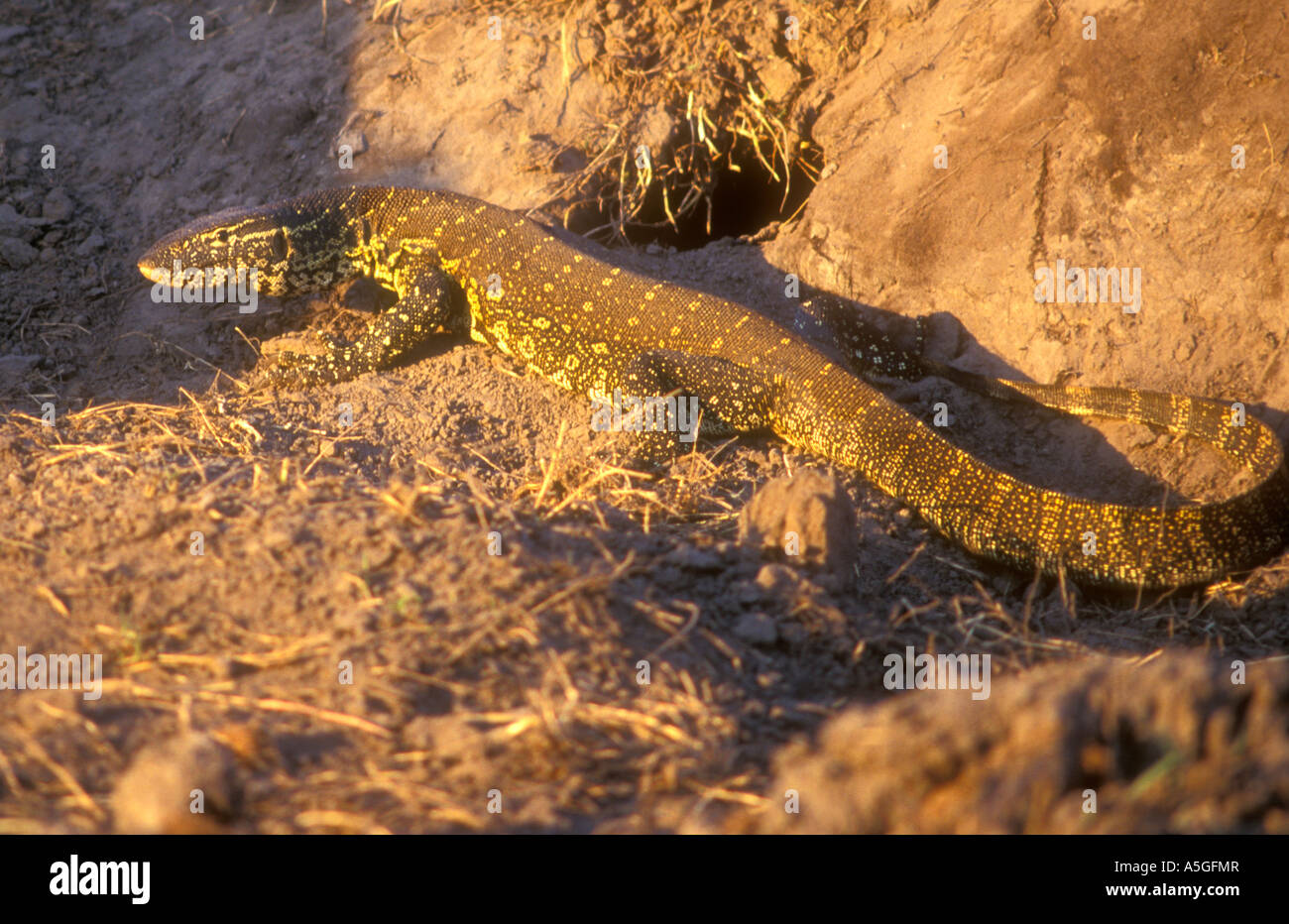 Water Monitor Lizard on the banks of the Chobe River Chobe National Park Botswana Stock Photo