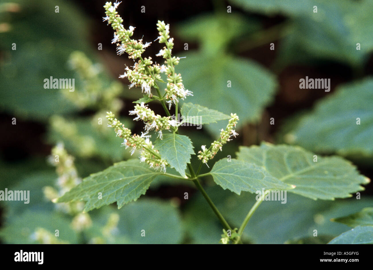 patchouli (Pogostemon cablin), blooming plant Stock Photo