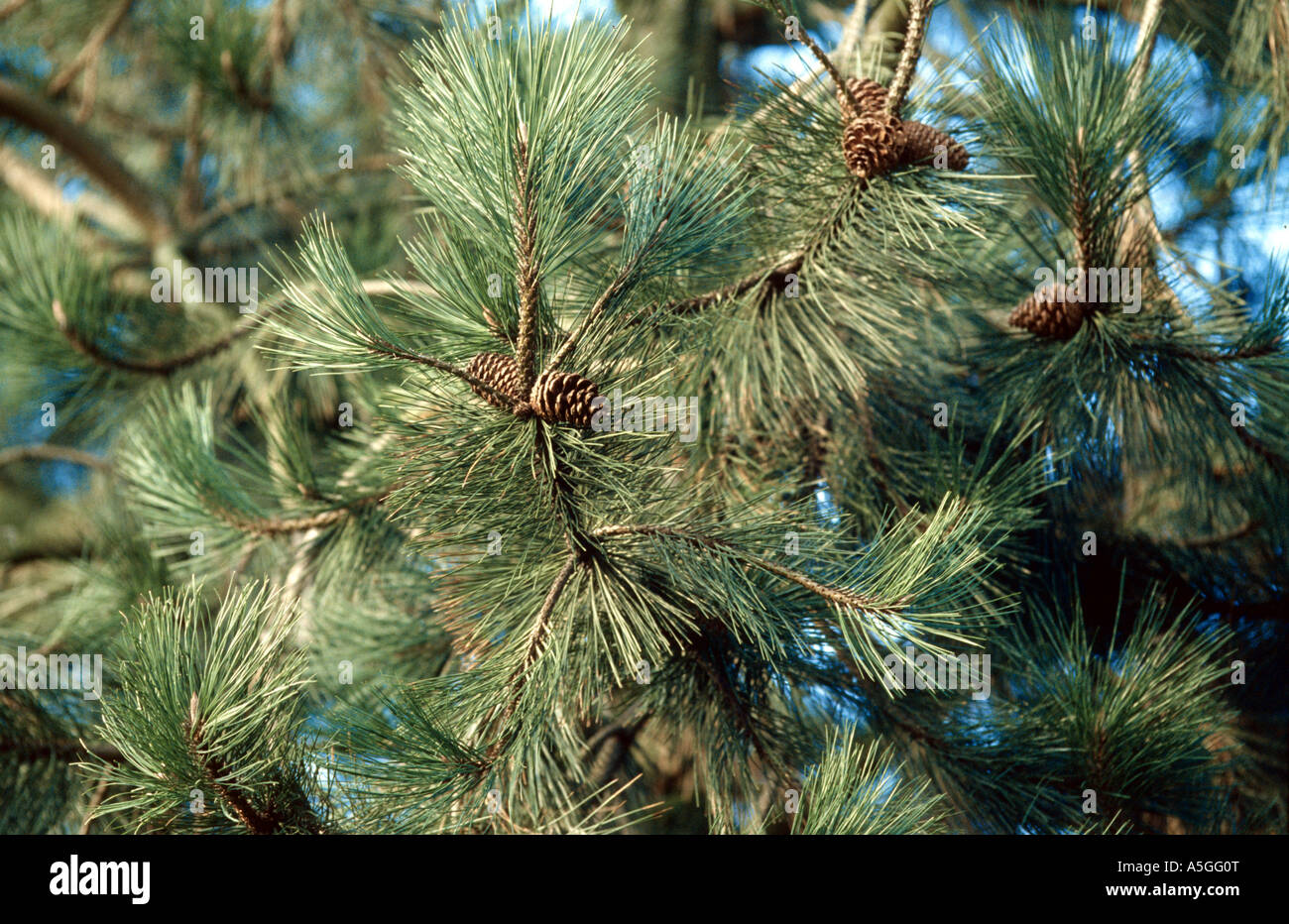 ponderosa pine, western yellow pine, blackjack pine, bull pine (Pinus ponderosa), branch with cones Stock Photo
