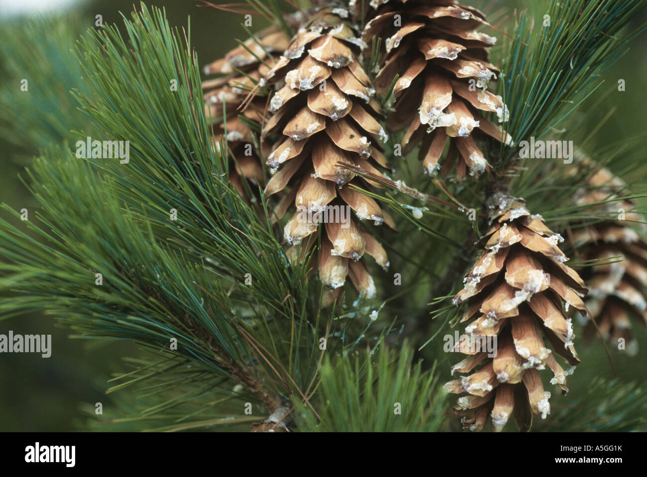 Macedonian pine,  Balkan pine (Pinus peuce), cones Stock Photo