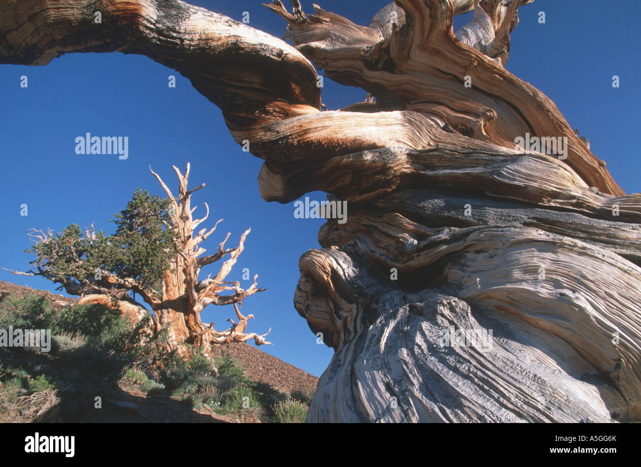 great basin bristlecone pine, Bristlecone Pine (Pinus longaeva, Pinus aristata f. longaeva), trunks of gnarled trees, oldest tr Stock Photo