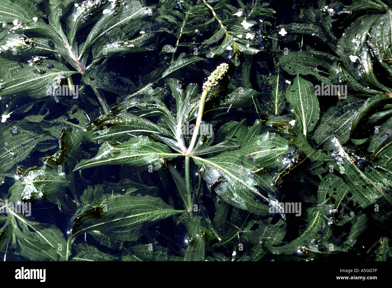 shining pondweed (Potamogeton lucens), blooming Stock Photo