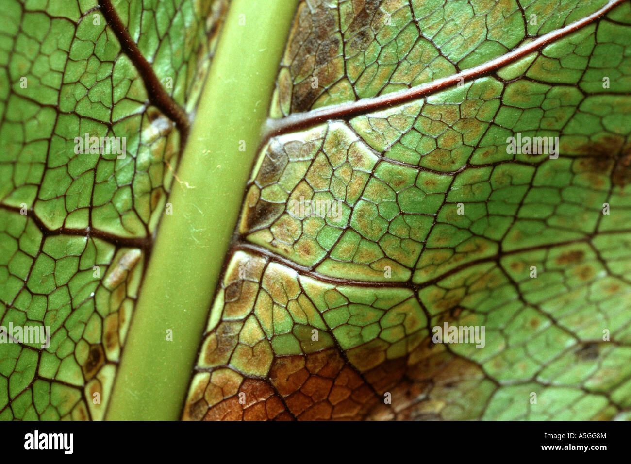 Hercules polypody, Hercules polypodium (Polypodium heracleum, Aglaomorpha heraclea), detail of the leaf Stock Photo