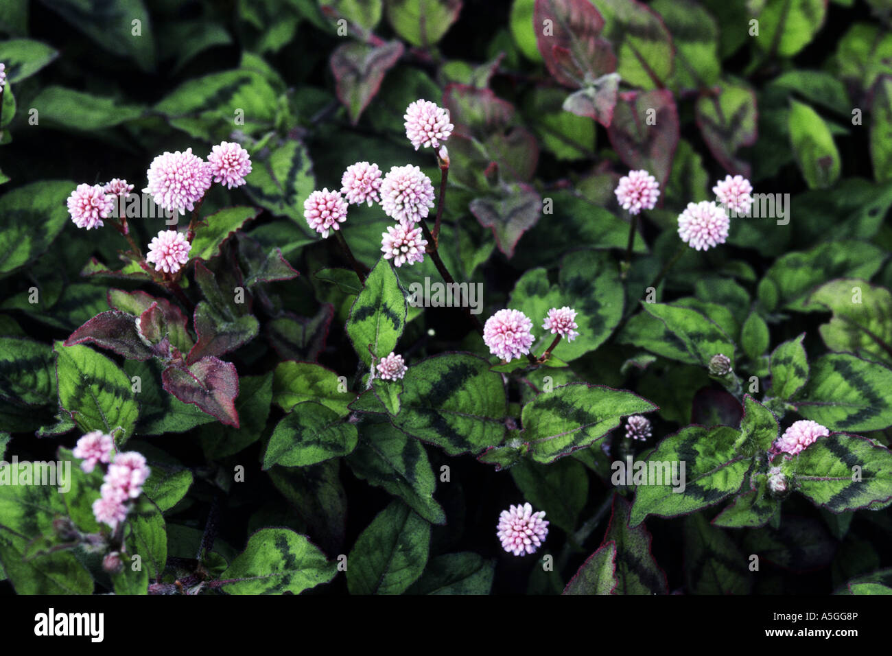 Himalayan smartweed (Polygonum capitatum, Persicaria capitata) Stock Photo