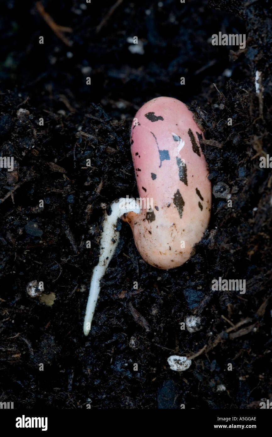 Germinating runner bean seed tap root emerging UK Stock Photo Alamy
