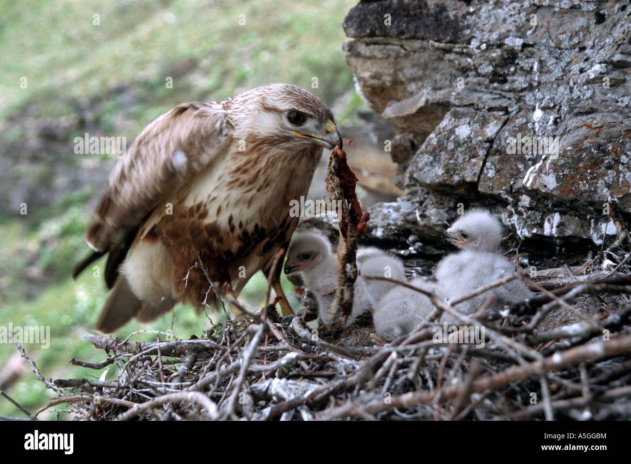 Long Legged Buzzard Buteo Rufinus Adult High Resolution Stock ...