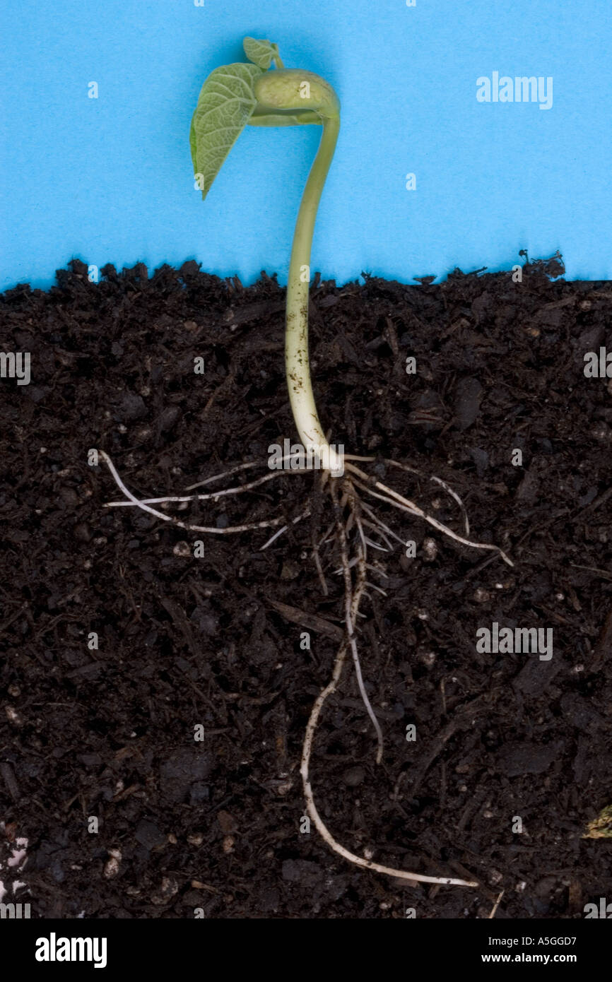 Germinating runner bean seed Phaseolus vulgaris first leaves emerging