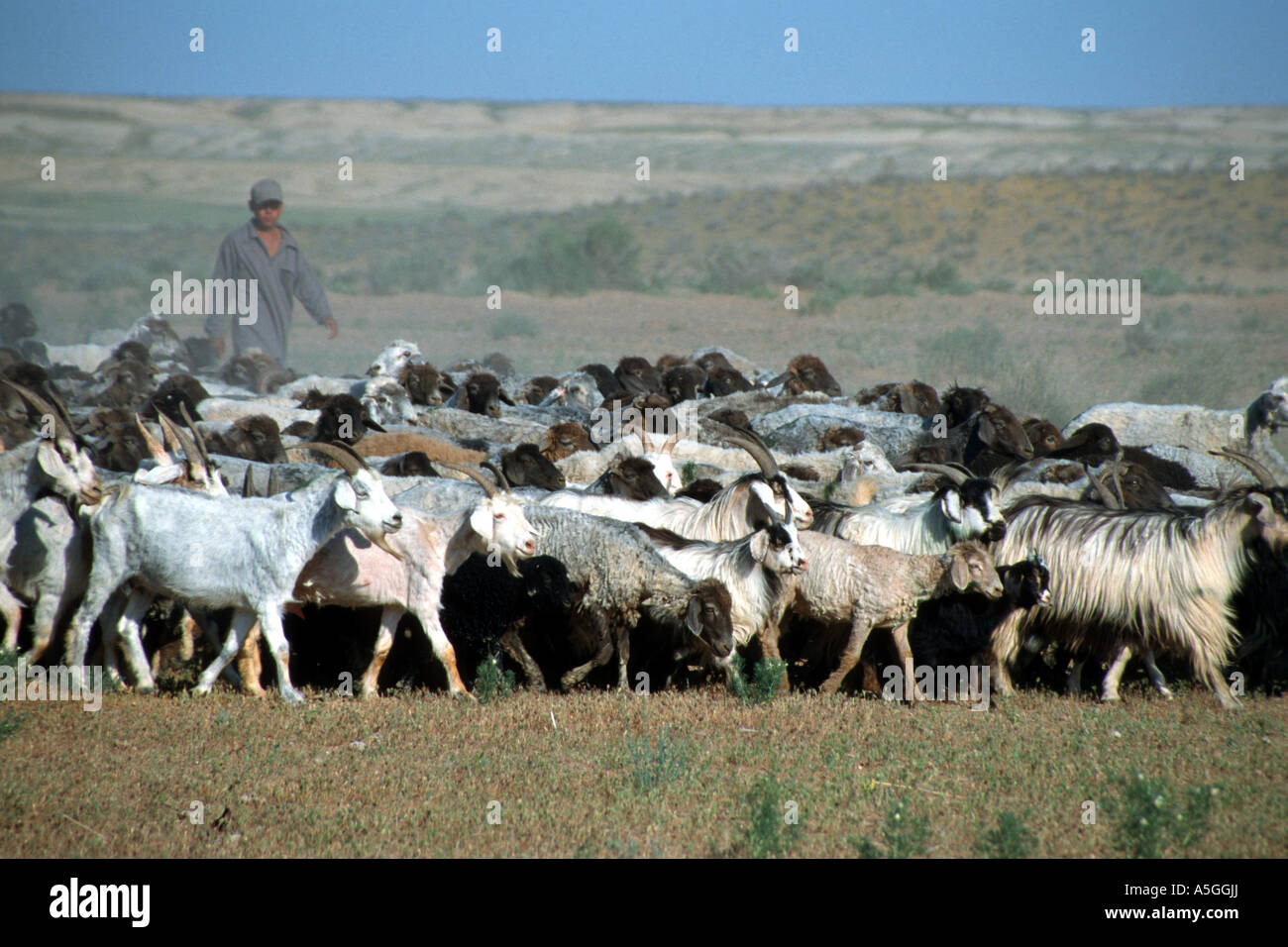 Uzbekistan aridity central asia hi-res stock photography and images - Alamy