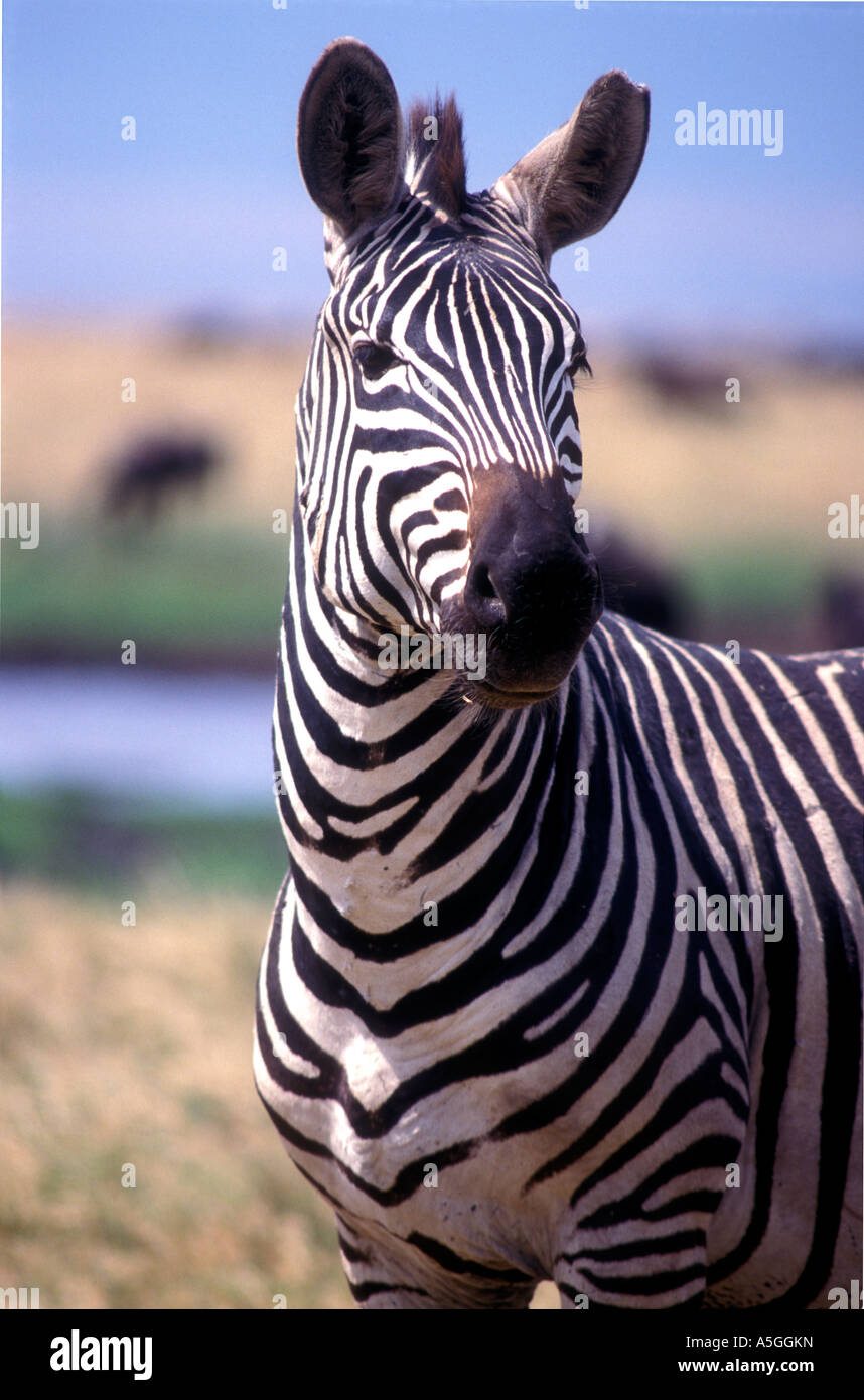 Portrait of alert Common Zebra with its head up Ngorongoro Crater ...