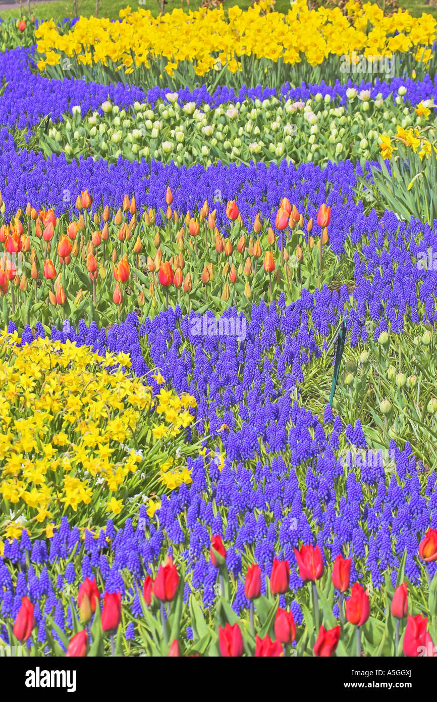 daffodil (Narcissus spec.), flower carpet with tulips and grape