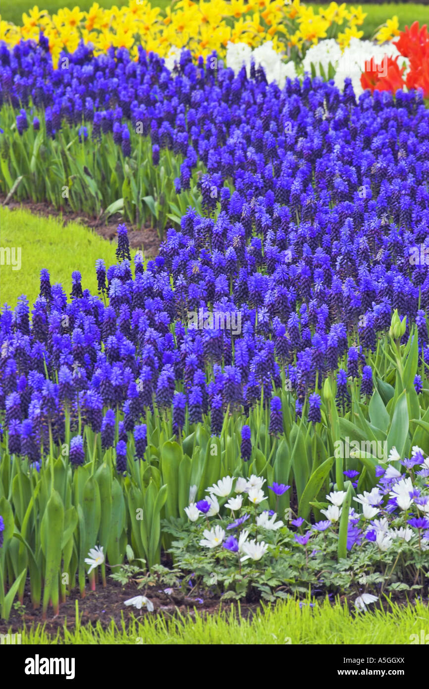 grape hyacinth (Muscari botryoides), blooming plants in spring, Netherlands, Northern Netherlands Stock Photo