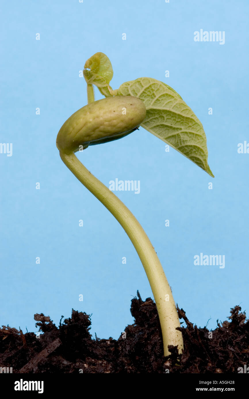 Germinating runner bean seed Phaseolus vulgaris first leaves emerging from cotyledons UK Stock Photo