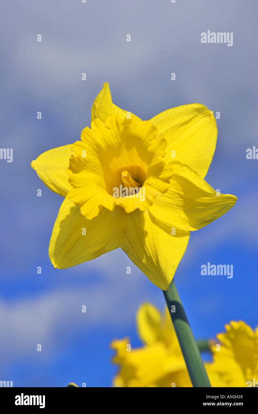 common daffodil (Narcissus pseudonarcissus), blossom, Netherlands Stock Photo