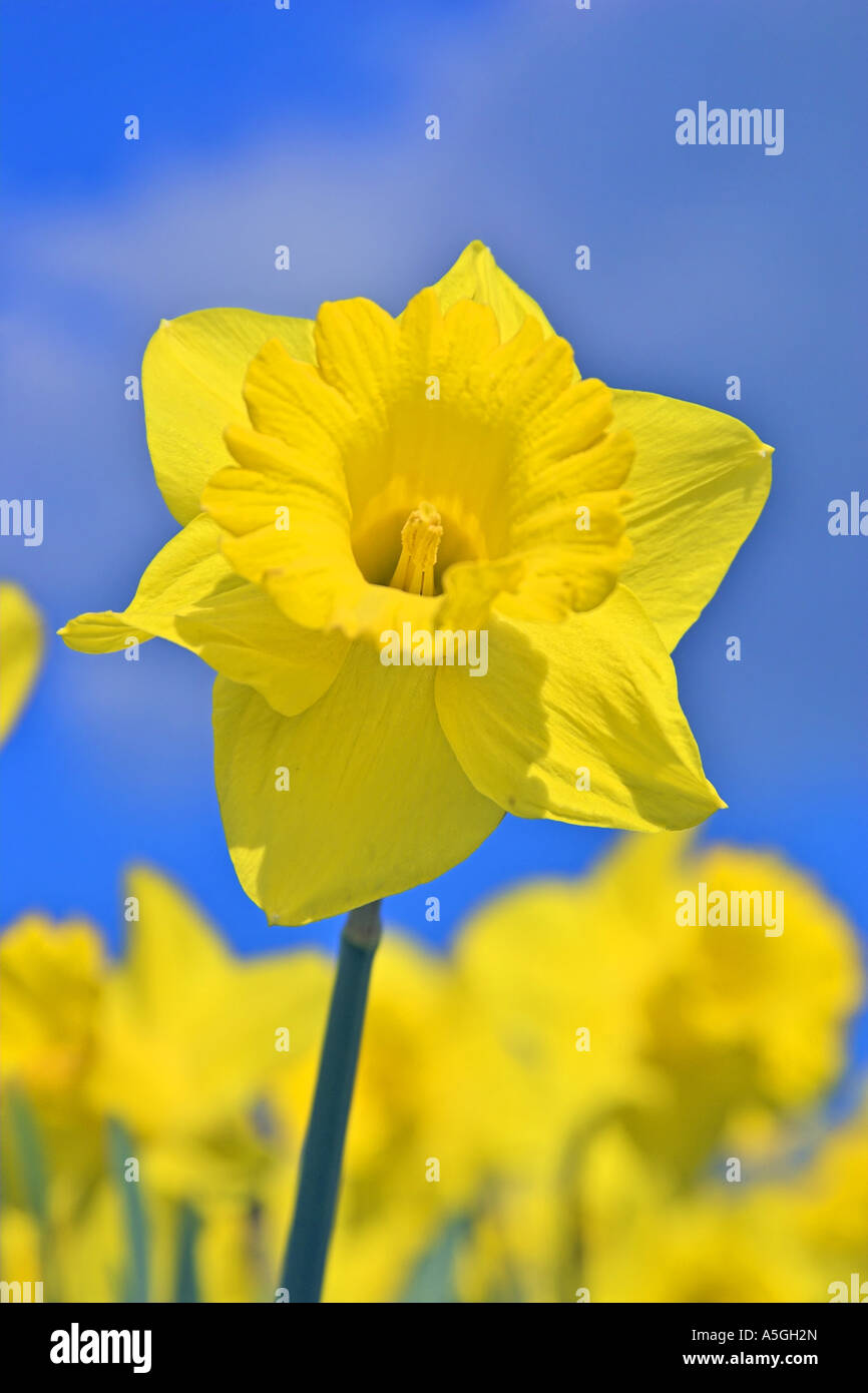 common daffodil (Narcissus pseudonarcissus), blossom, Netherlands, Northern Netherlands Stock Photo