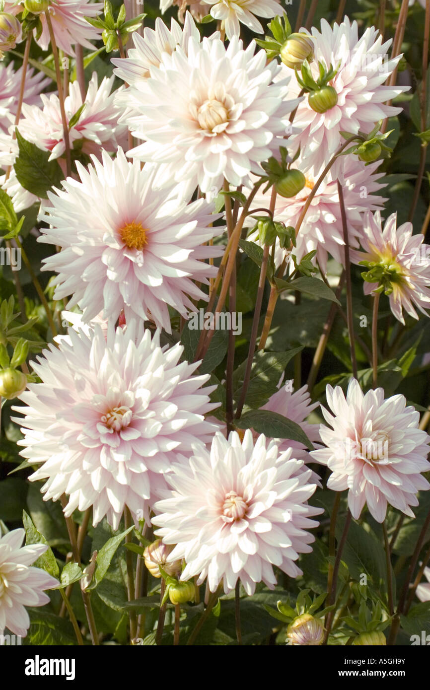 dahlia (Dahlia spec.), inflorescences Stock Photo