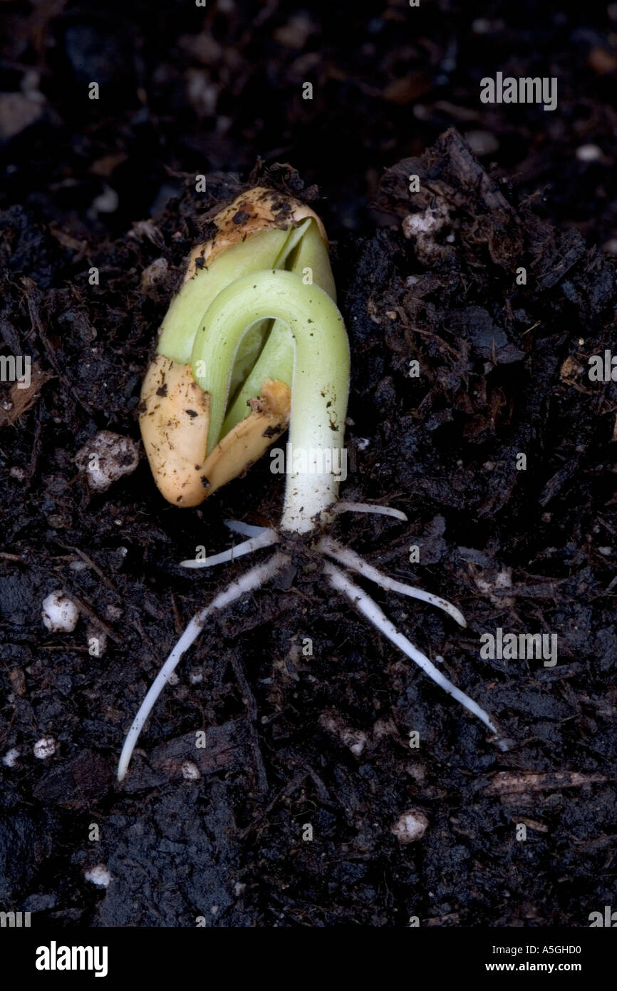 Germinating runner bean seed Phaseolus vulgaris with shoot emerging UK Stock Photo