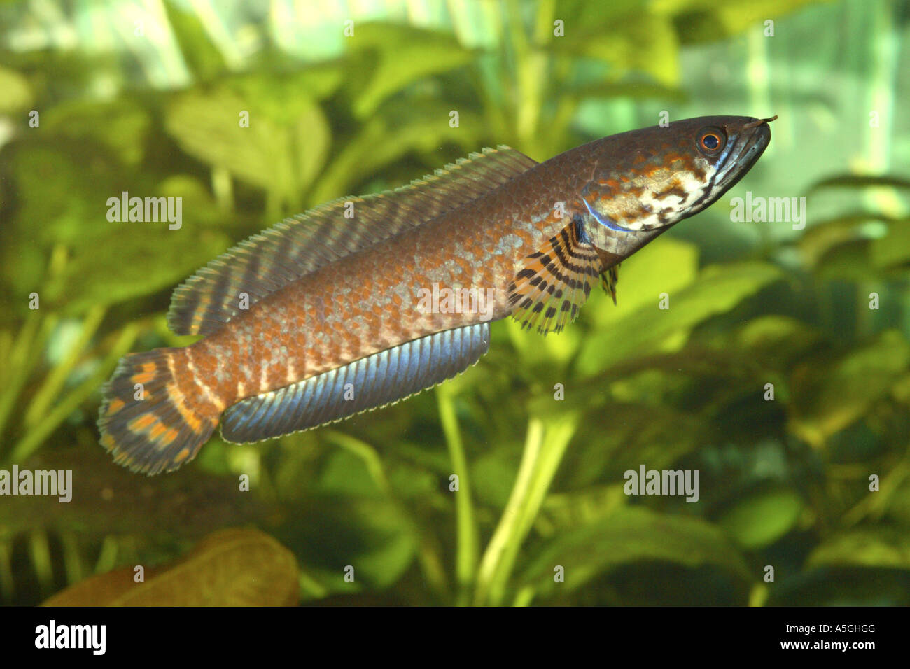 striped snakehead, Rainbow Snakehead (Channa bleheri), male, impressing behaviour Stock Photo