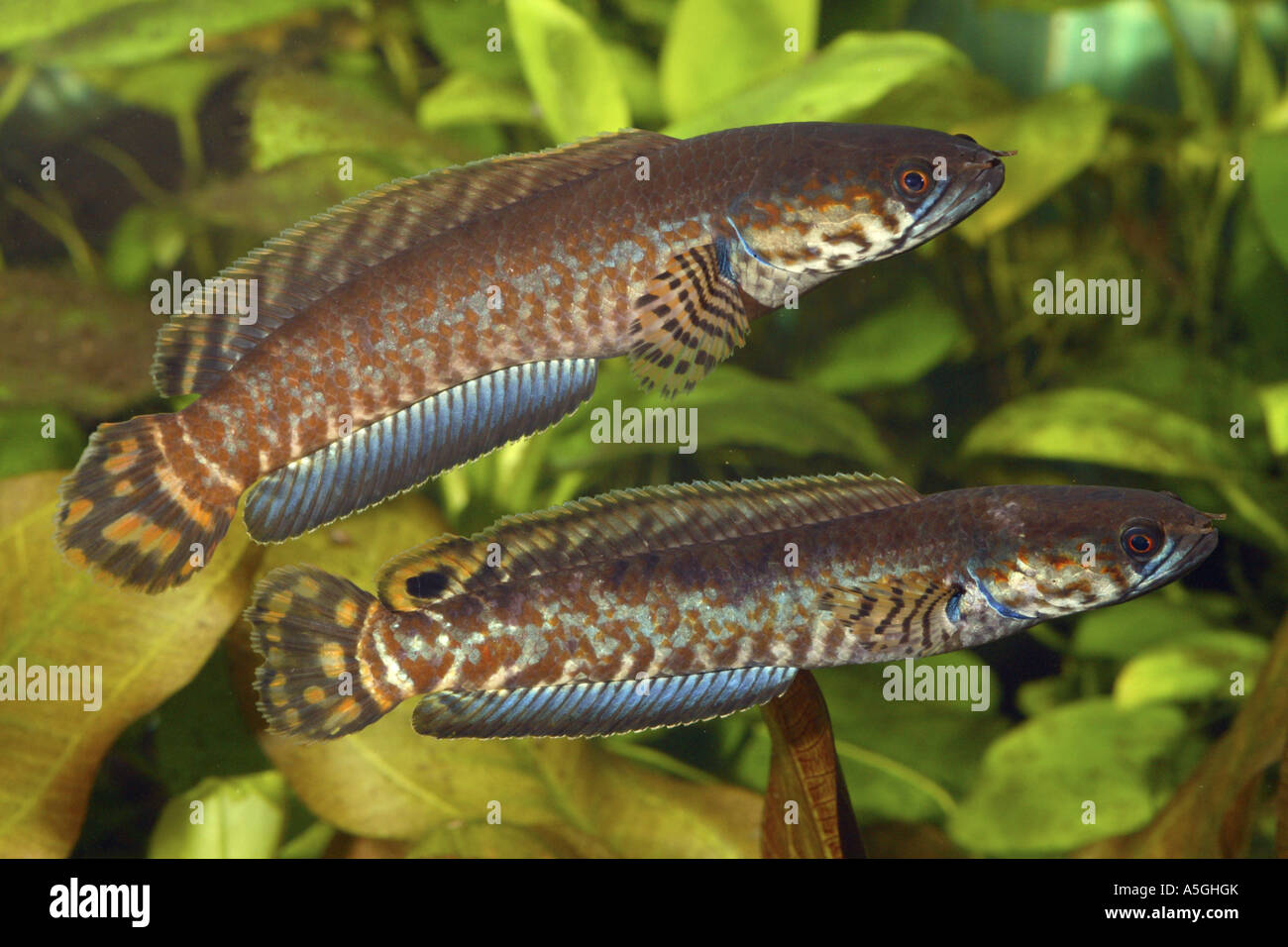 striped snakehead, Rainbow Snakehead (Channa bleheri), two males Stock Photo