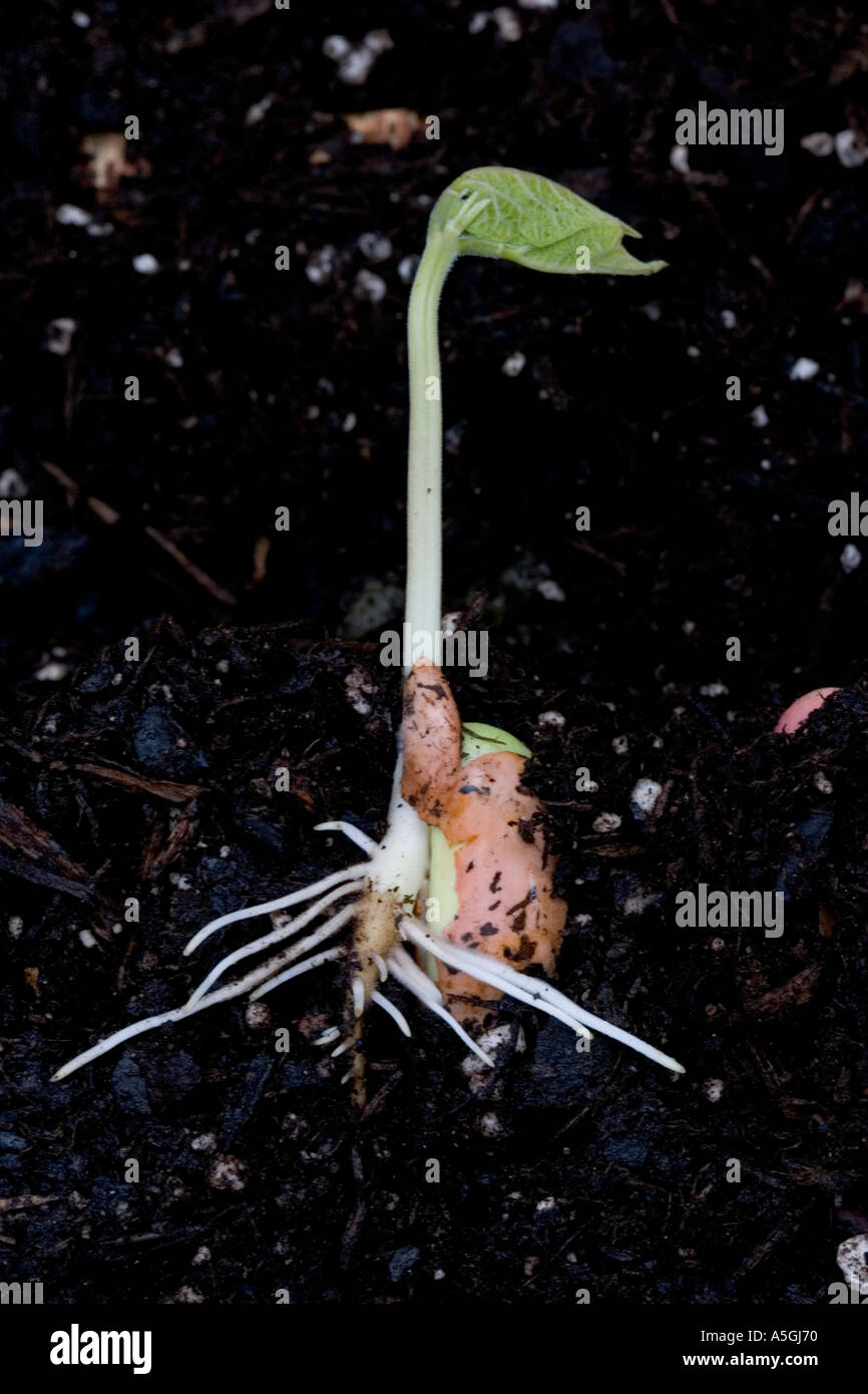 Germinating runner bean seed phaseolus hires stock photography and