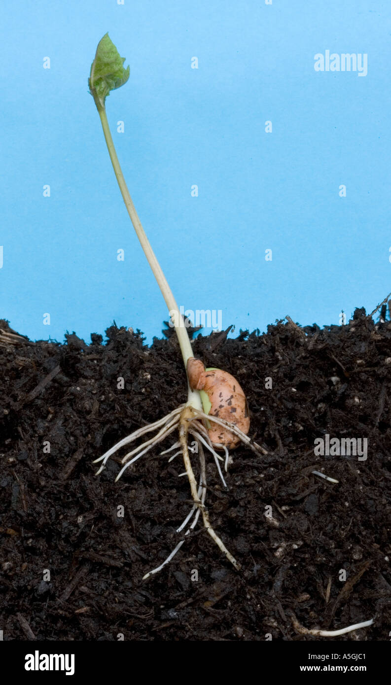 Germinating runner bean seed Phaseolus coccineus first leaves well