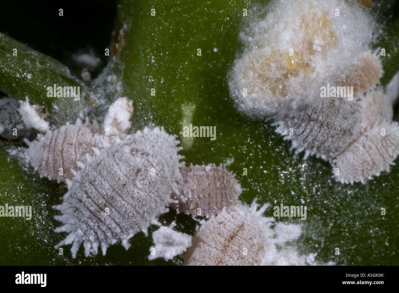 citrus mealybug, common mealybug, citrus scale (Planococcus citri), infestation Stock Photo