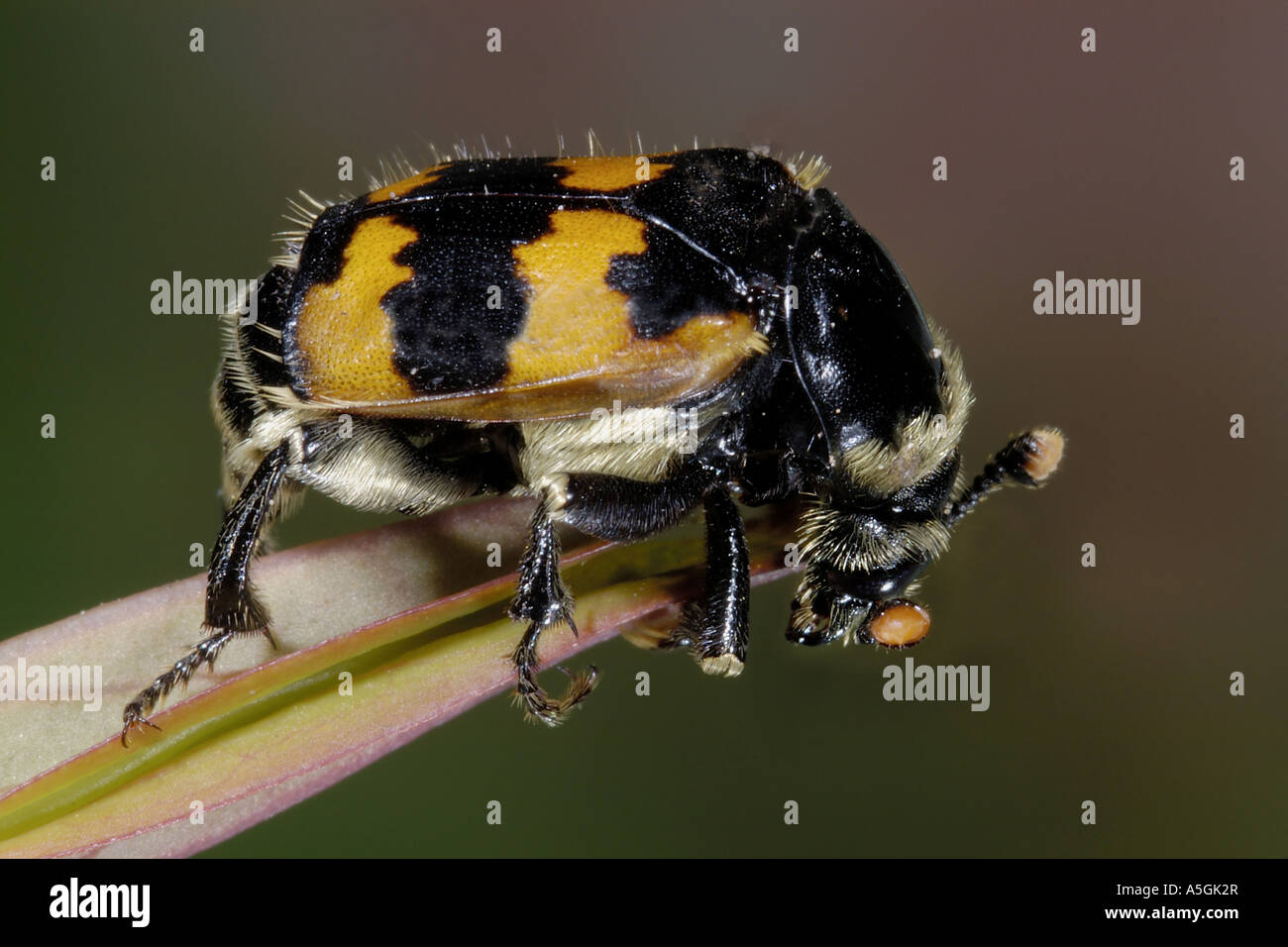 Burying Beetle (Necrophorus vespillo), imago Stock Photo