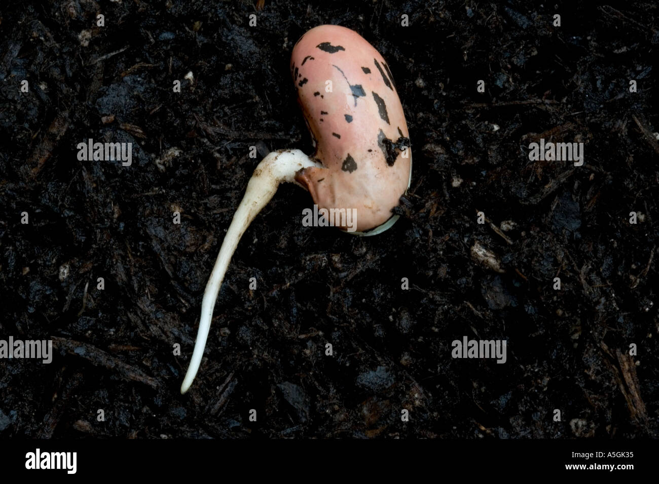 Germinating runner bean seed emerging tap root UK Stock Photo Alamy
