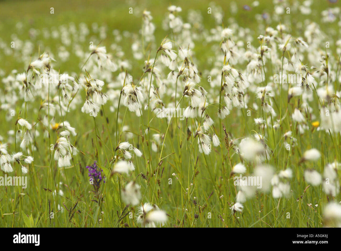 common cotton-grass, narrow-leaved cotton-grass (Eriophorum angustifolium), infructescences, Germany, Bavaria, Staffelsee Stock Photo