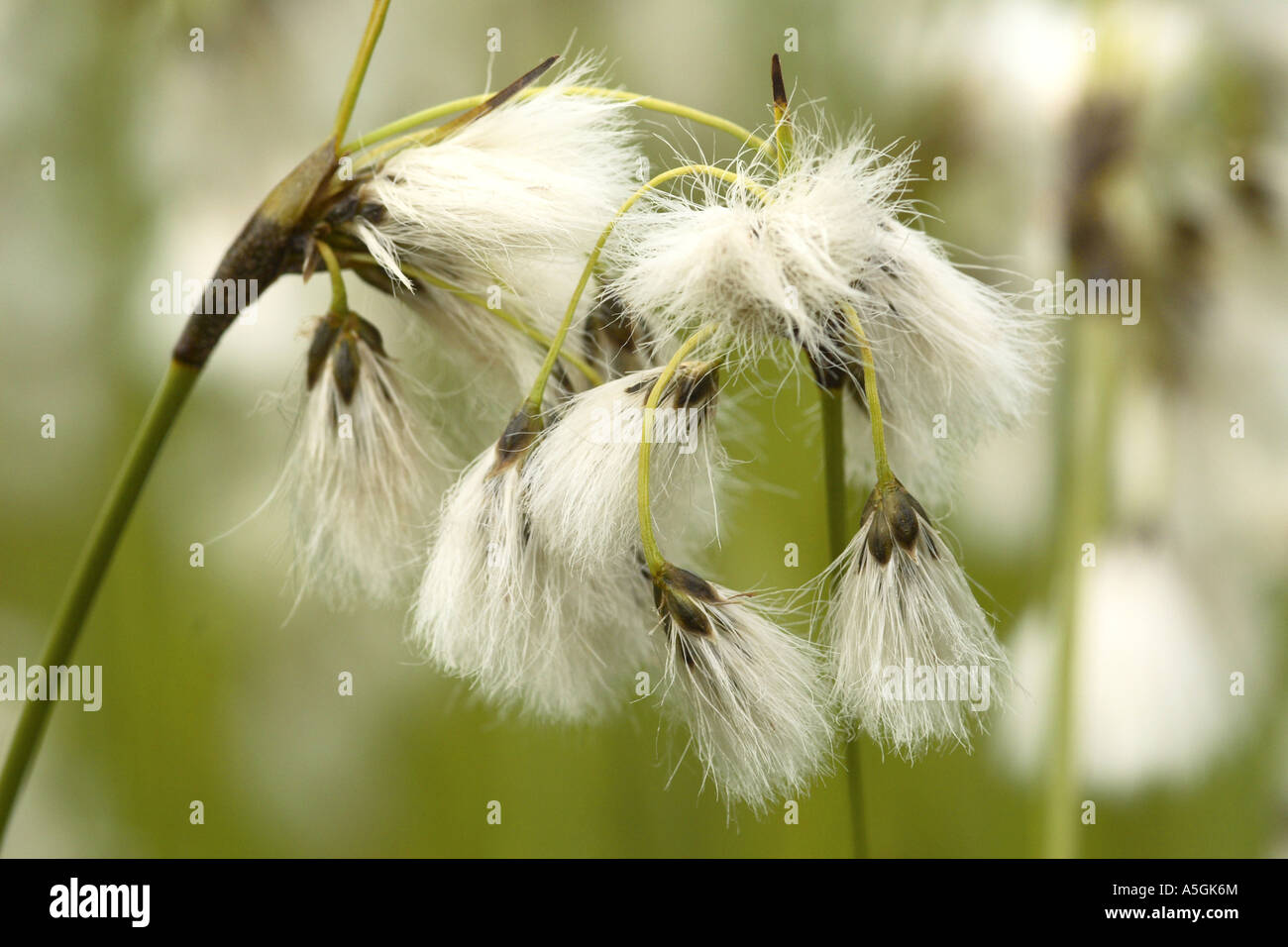 common cotton-grass, narrow-leaved cotton-grass (Eriophorum angustifolium), detail of the infructescences, Germany, Bavaria, St Stock Photo
