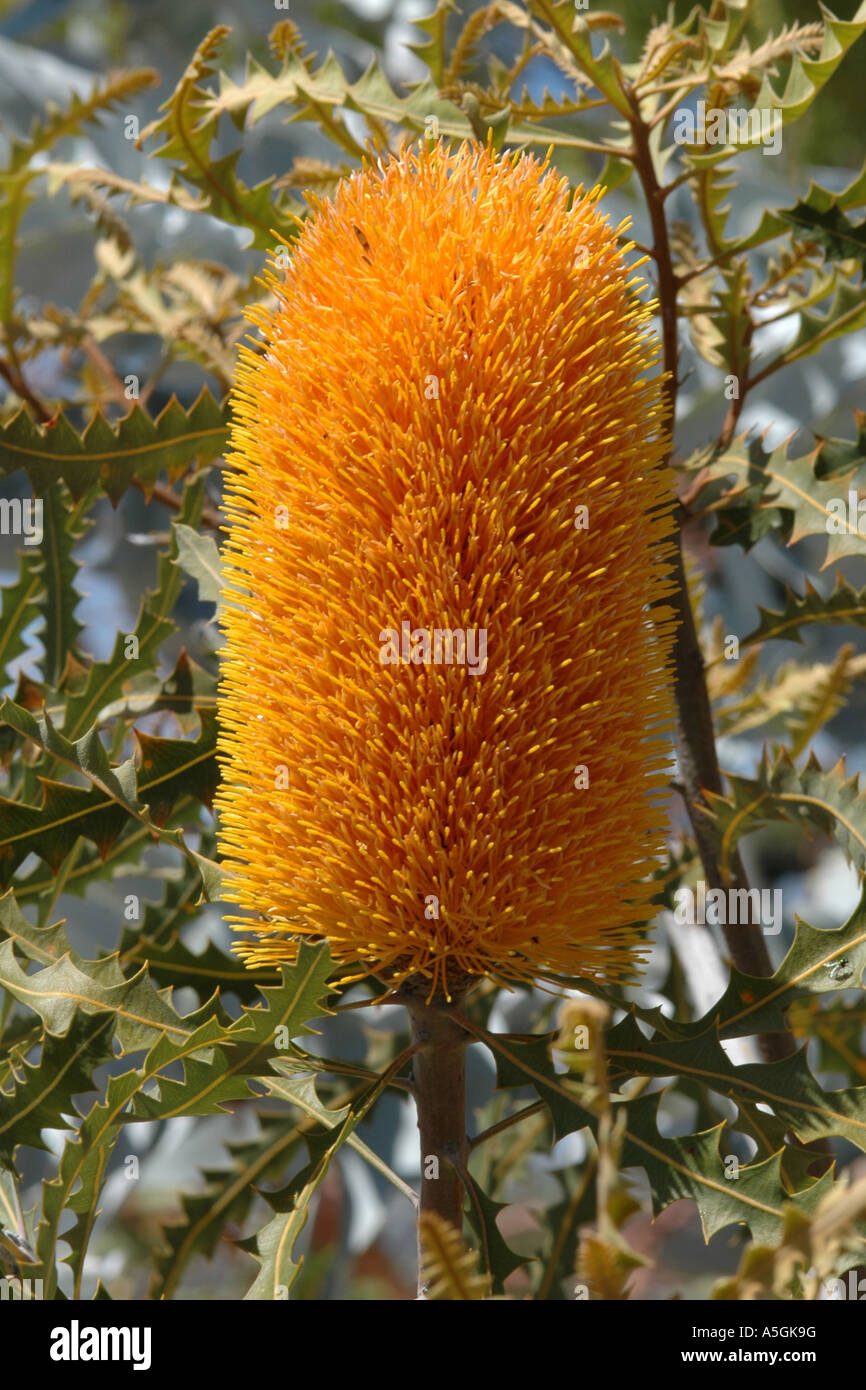 Banksia (Banksia spec.), inflorescence, Australia, Western Australia