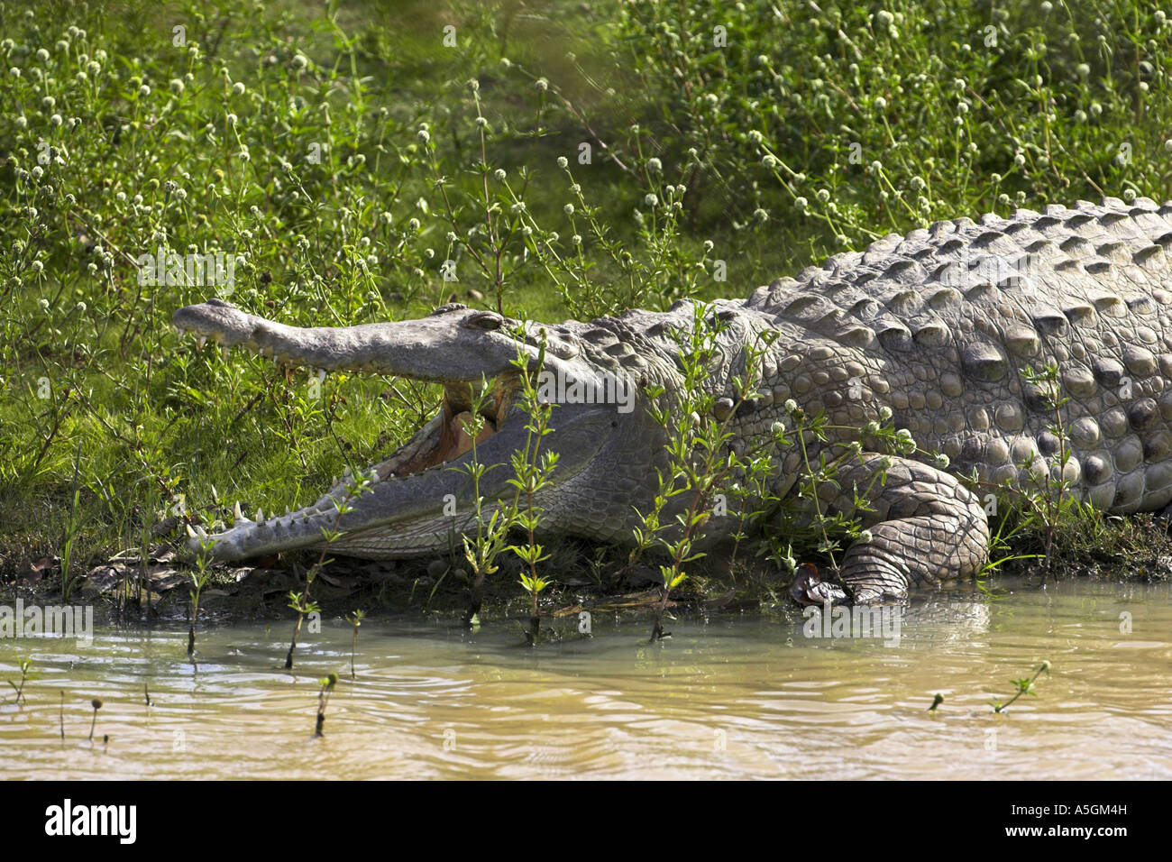 Orinoco crocodile (Crocodylus intermedius), with mouth open, Venezuela ...