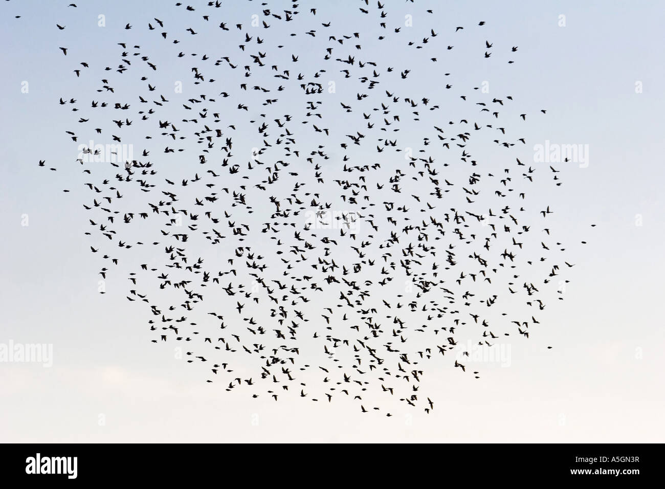 starling (Sturnus vulgaris), swarm, Germany, Rhineland-Palatinate Stock Photo