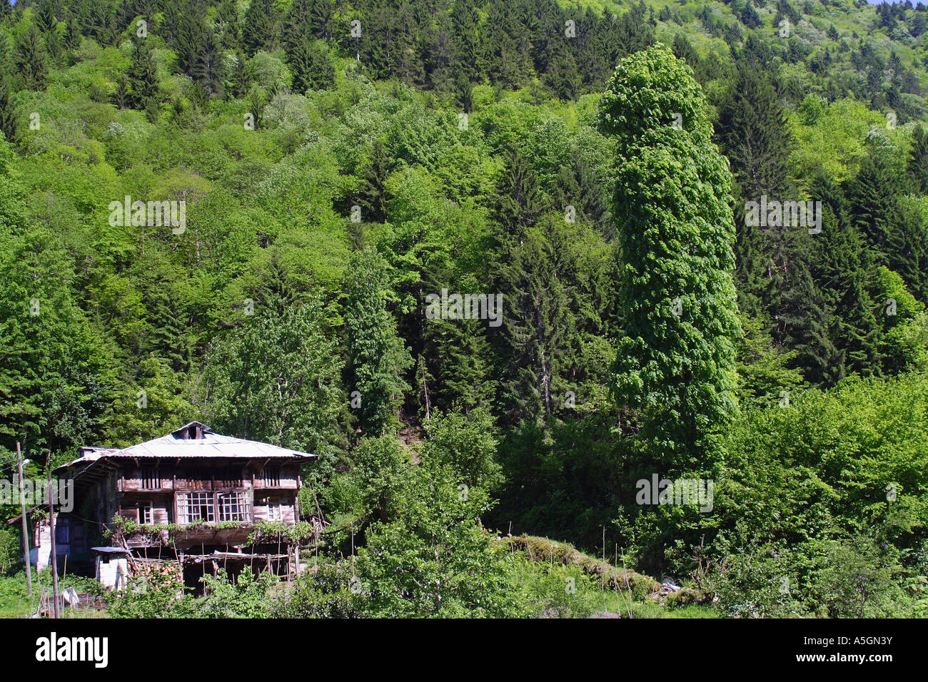 oriental beeches and oriental spruces (Fagus orientalis, Picea orientalis), mixed forest with typical frame cottage, Turkey, Sc Stock Photo
