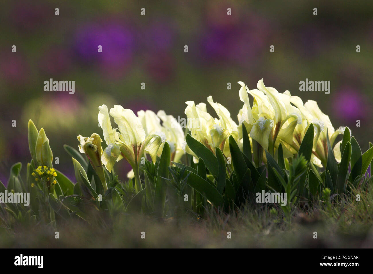 pygmy iris, dwarf Iris (Iris pumila), flowering group, Austria Stock Photo