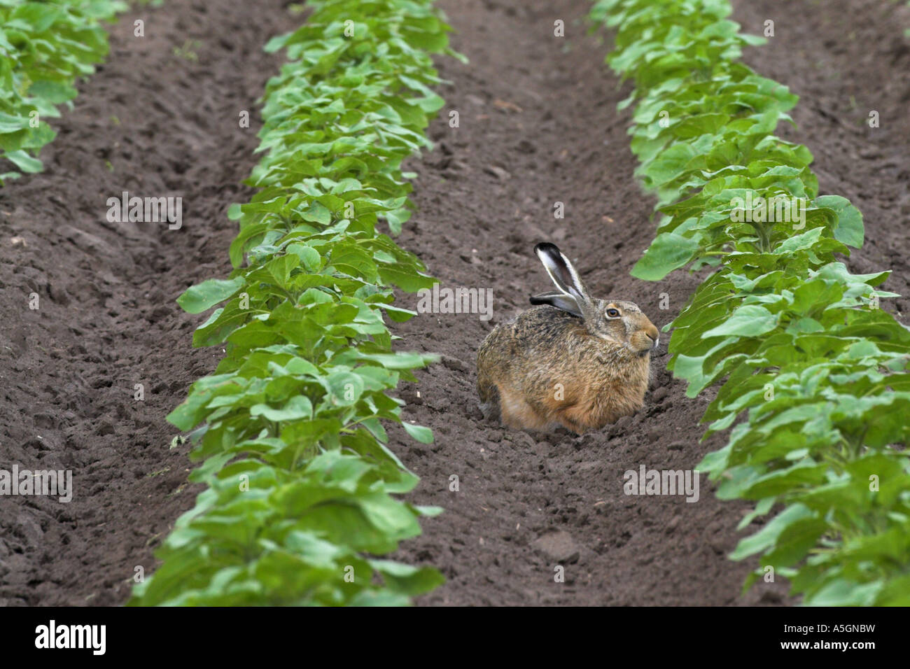 European hare (Lepus europaeus), hare sitting in the field, Germany Stock Photo
