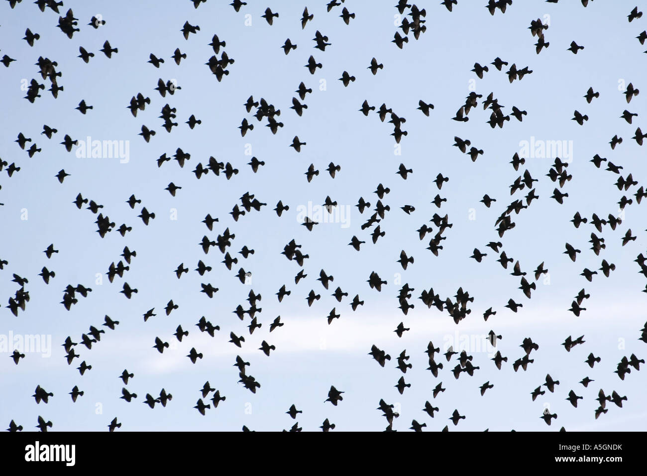 common starling (Sturnus vulgaris), swarm, Germany, Rhineland-Palatinate, Himmel Stock Photo