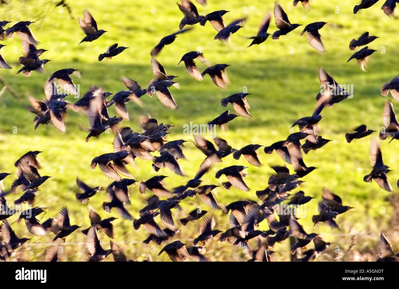 common starling (Sturnus vulgaris), swarm, Germany, Rhineland-Palatinate, Eifel Stock Photo