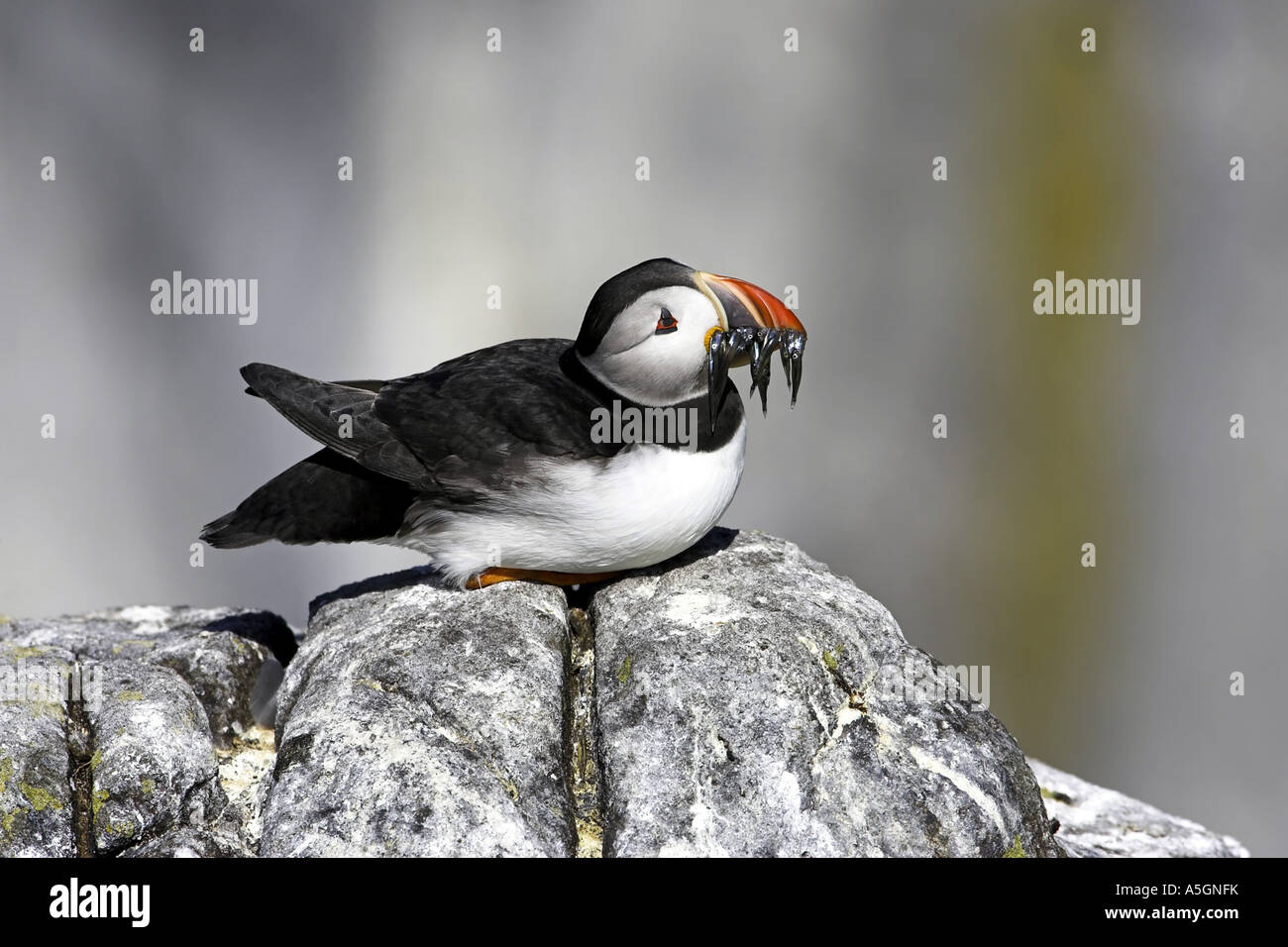 puffin (Fratercula arctica), with small sandeels, United Kingdom, Scotland, Isle Of May Stock Photo