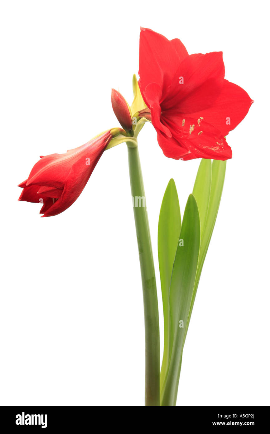 amaryllis (Hippeastrum spec.), potted plant Stock Photo Alamy amaryllis (Hippeastrum spec.), potted plant Stock Photo Alamy
