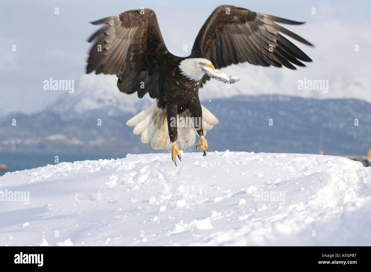 Bald eagle holding fish beak hi-res stock photography and images - Alamy