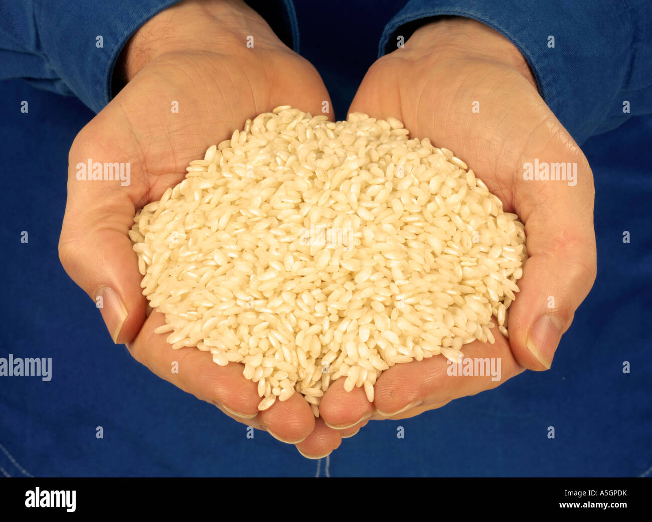 HOLDING ARBORIO / RISOTTO RICE Stock Photo Alamy