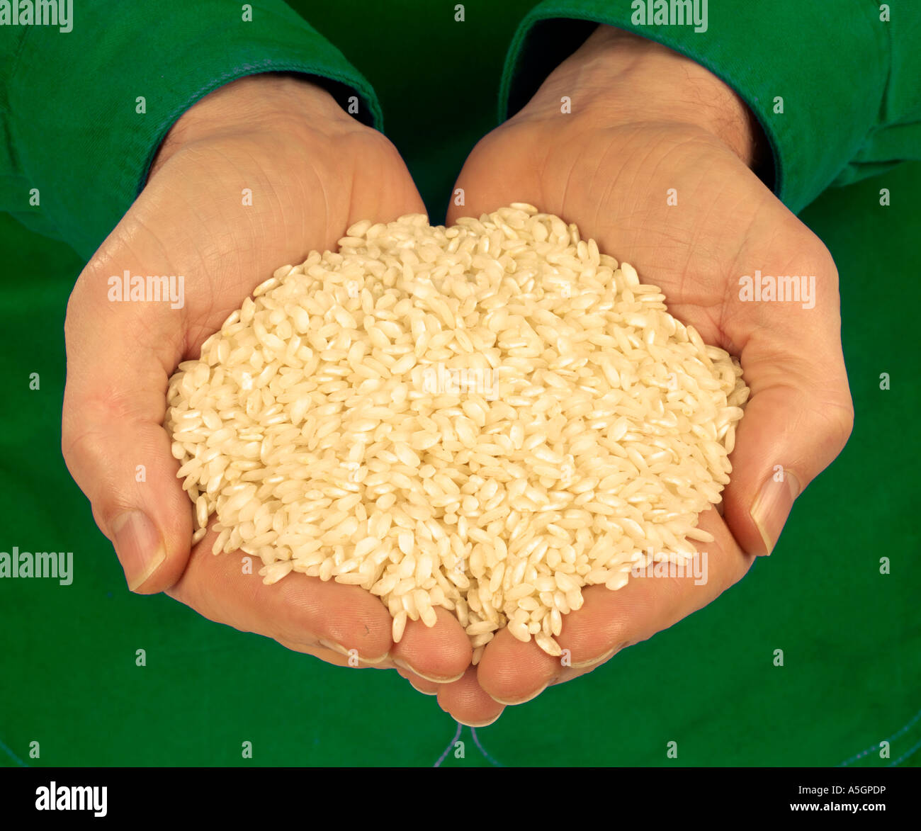 HOLDING ARBORIO / RISOTTO RICE Stock Photo Alamy